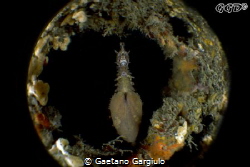 Close up of a very pregnant seahorse with the INON bugeye by Gaetano Gargiulo 